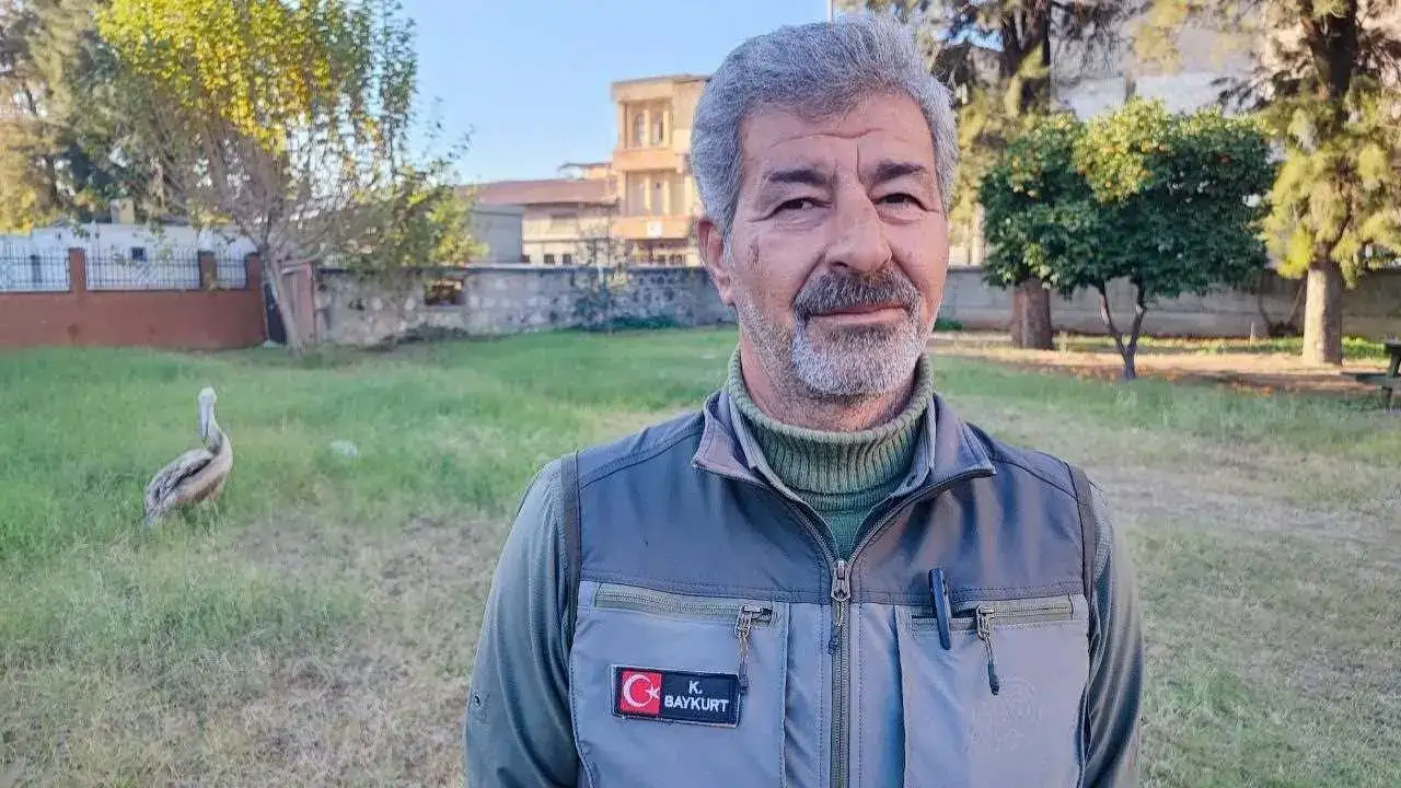 Adana’da Yaralı Pelikanın Tek Güvendiği Kişi Bakıcısı! 2